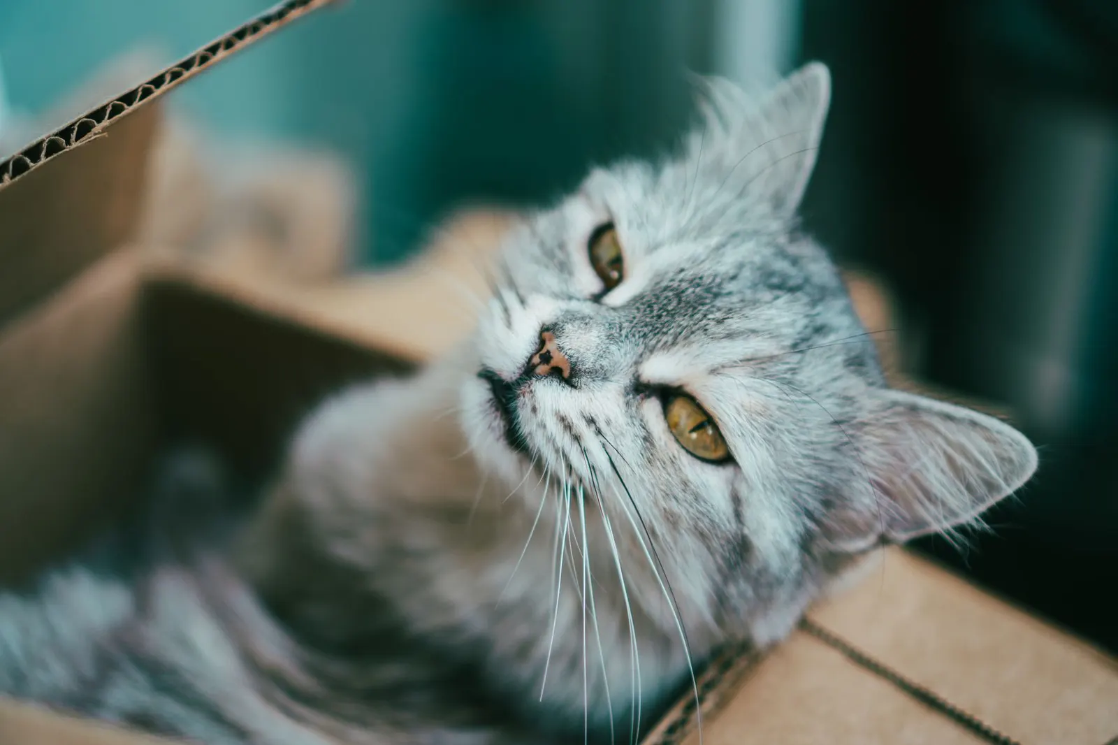 Котка в кашон за преместване — свиква с обстановката